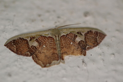 Zythos avellanea