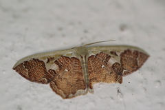 Zythos avellanea