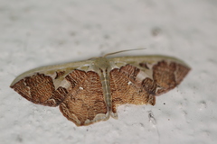 Zythos avellanea