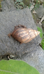 Lissachatina fulica