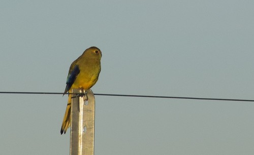 Neophema chrysostoma