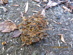 Pseudopanax lessonii