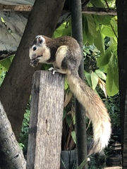 Callosciurus finlaysonii