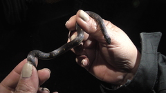 Atractus crassicaudatus