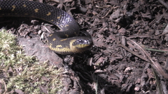 Atractus crassicaudatus