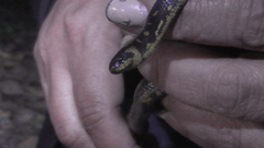 Atractus crassicaudatus