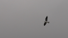 Elanus leucurus leucurus