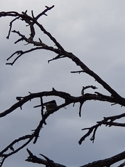 Rhipidura leucophrys