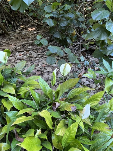 Spathiphyllum wallisii observed 2023-06-21