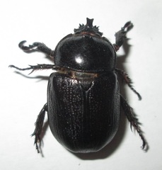 Cyphonistes vallatus