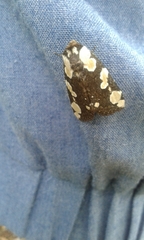 Lepidoptera