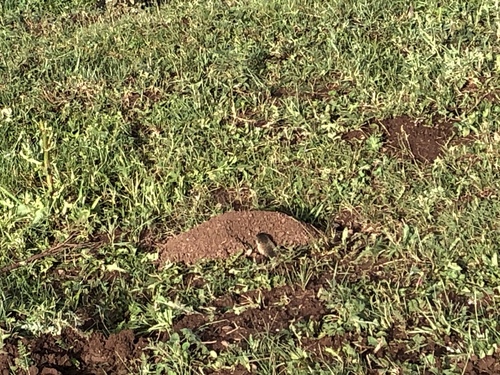 Zaisan Mole Vole