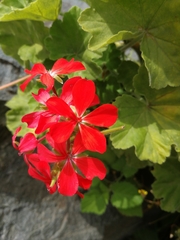 Pelargonium inquinans