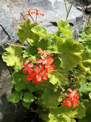 Pelargonium inquinans