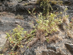 Pelargonium inquinans