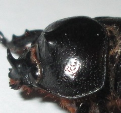 Cyphonistes vallatus
