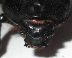 Cyphonistes vallatus