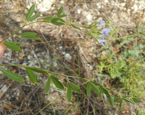 Image of Pediomelum reverchonii by (c) saltyhiker, some rights reserved (CC BY)
