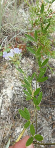 Image of Pediomelum reverchonii by (c) saltyhiker, some rights reserved (CC BY)