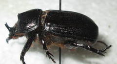 Cyphonistes vallatus