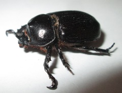 Cyphonistes vallatus