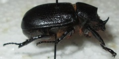 Cyphonistes vallatus