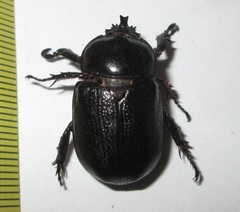 Cyphonistes vallatus