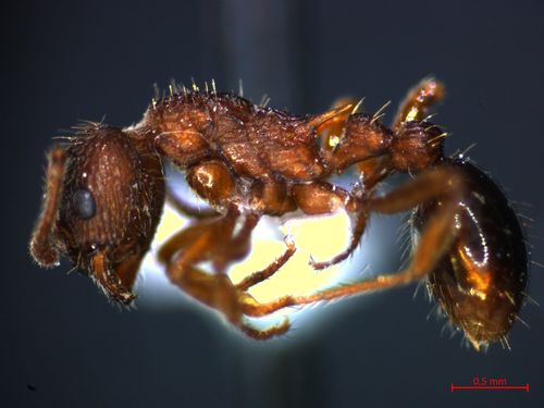 Myrmica hellenicaMyrmica hellenica