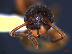 Myrmica hellenica