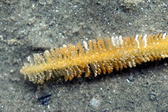 Pennatuloidea
