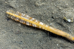 Pennatuloidea