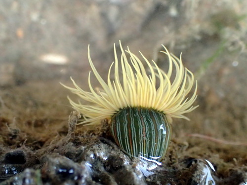 Striped Green Sea Anemone