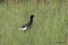 Houbaropsis bengalensis