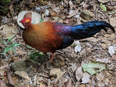 Gallus lafayettii