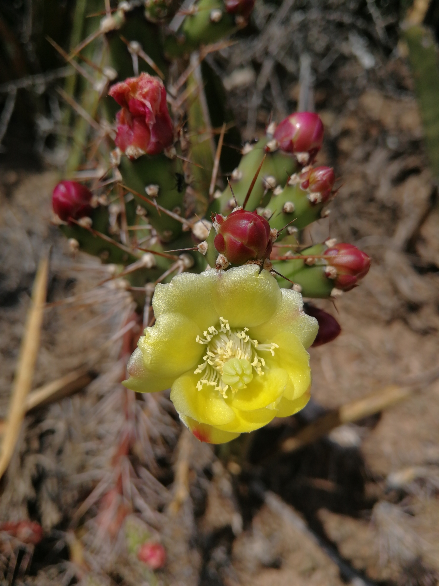 Opuntia aurantiaca