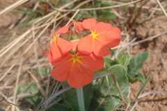 Crossandra greenstockii