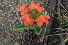 Crossandra greenstockii