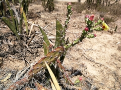 Opuntia aurantiaca