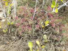 Suaeda arbusculoides