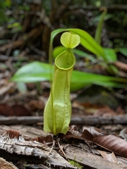 Nepenthes distillatoria
