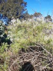 Clematis microphylla