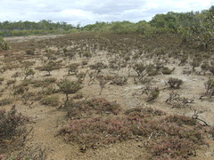 Suaeda arbusculoides
