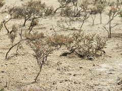 Suaeda arbusculoides