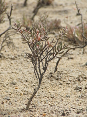 Suaeda arbusculoides