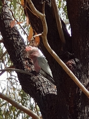 Eolophus roseicapilla