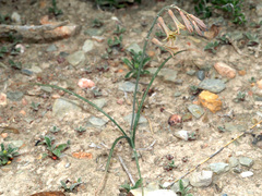 Dipcadi brevifolium