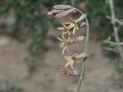 Dipcadi brevifolium