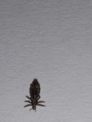 Pediculus humanus