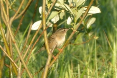 Helopsaltes certhiola