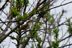 Phylloscopus examinandus